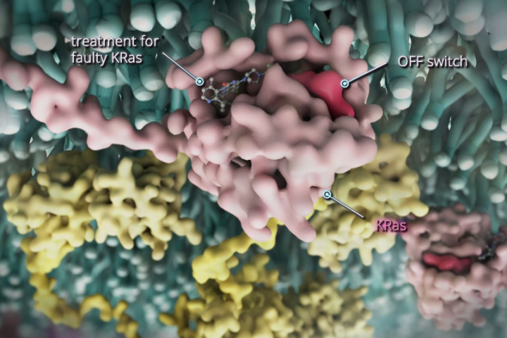 An illustration of the KRAS-G12C protein inside a cancer cell, and how divarasib can target it