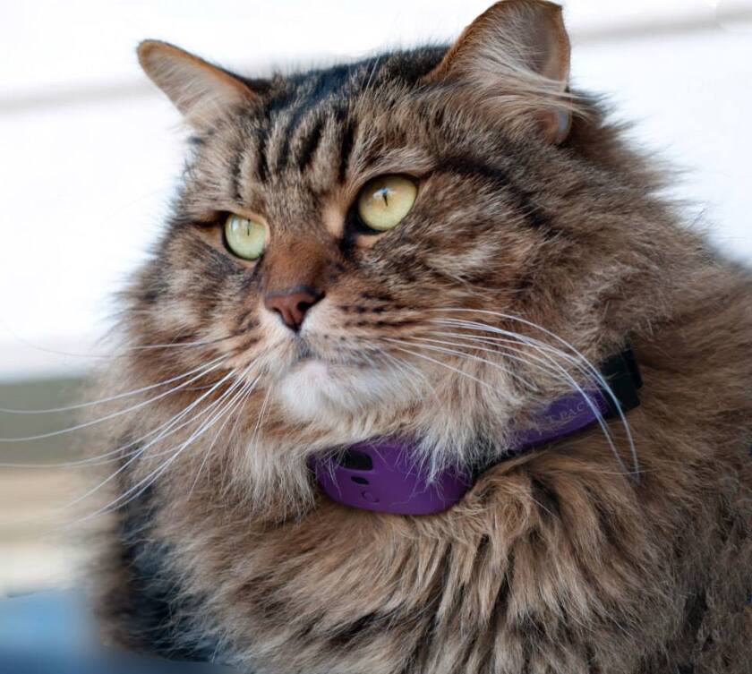 It comes in three sizes, one of which should reportedly fit any dog or cat weighing 8 lb (3.6 kg) or more