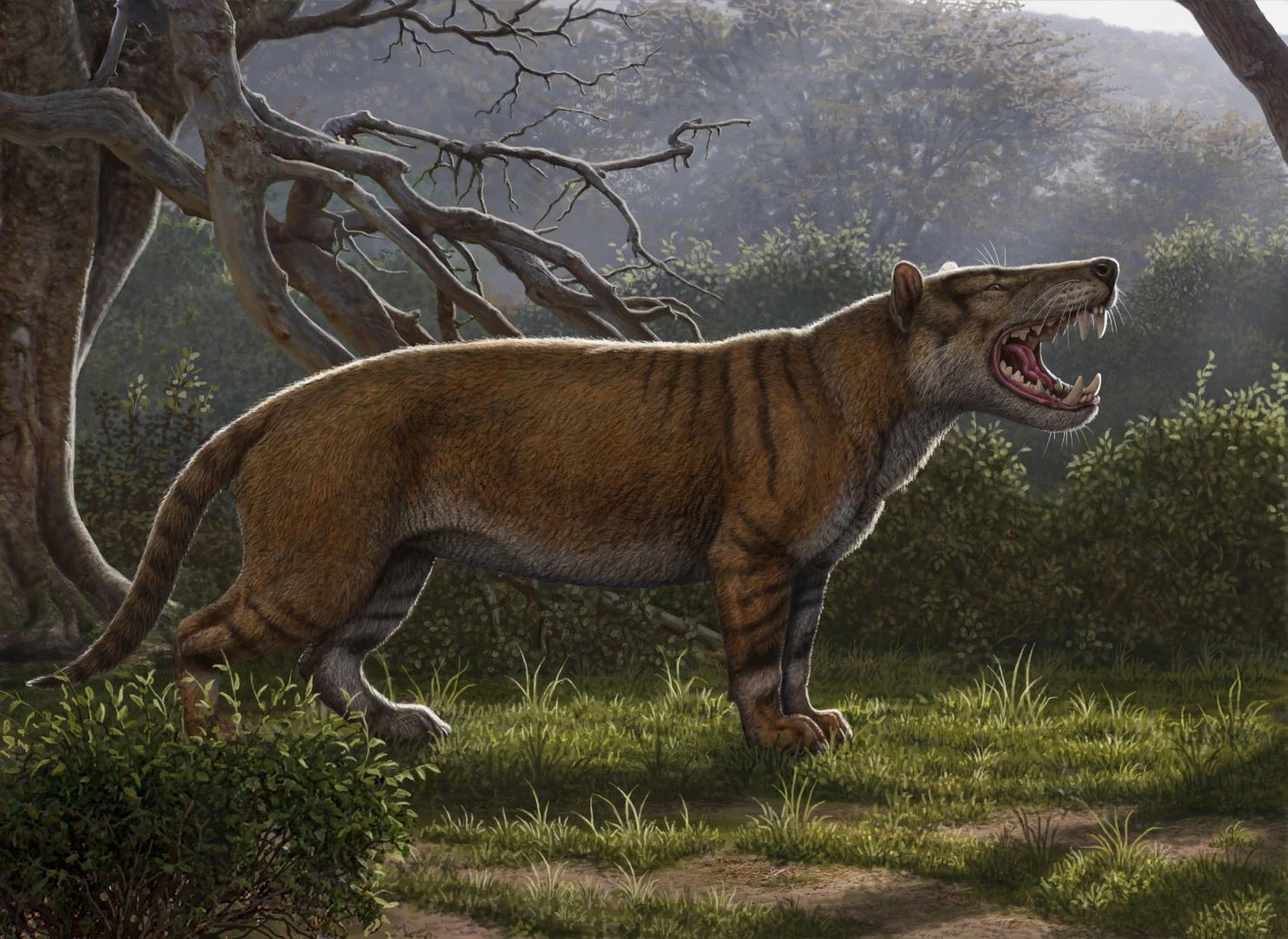 A recreation of what Simbakubwa Kutokaafrika may have looked like in the wild