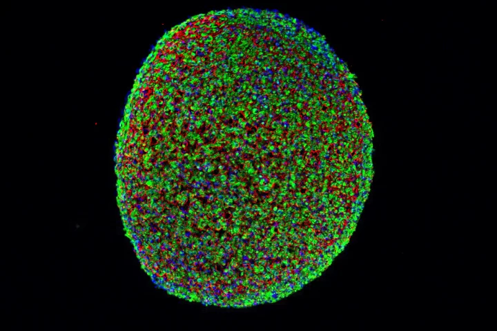A cross section of a muscle fiber grown from induced pluripotent stem cells.