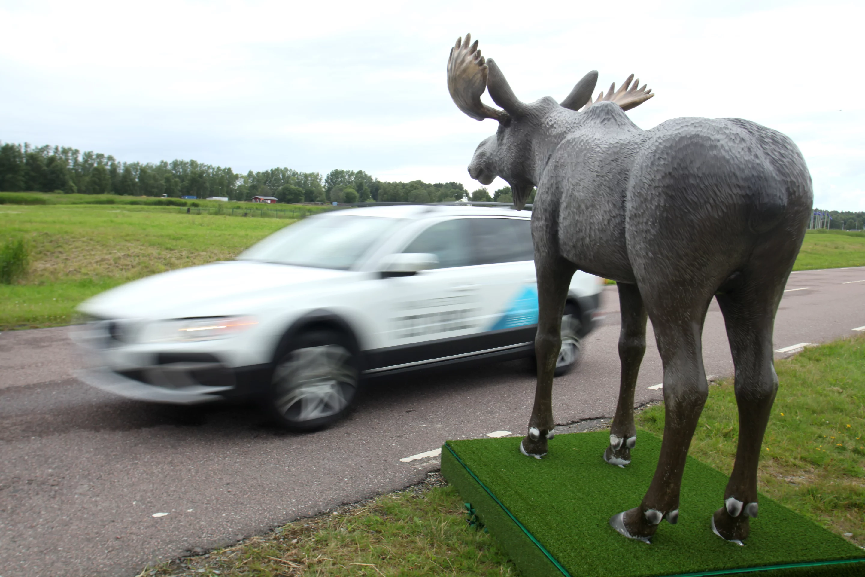 Moose are big, and that makes them dangerous