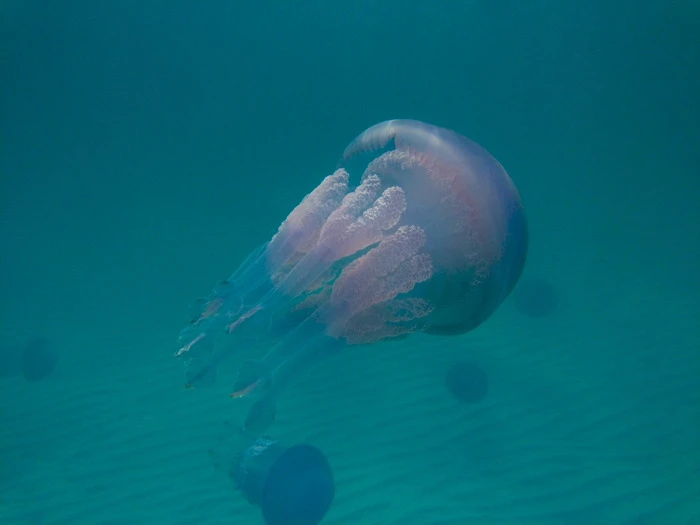 A photo shot using the Ovision