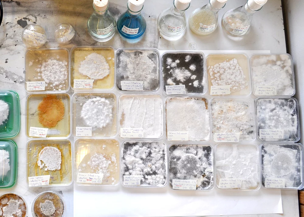 Various stages of fungal colonization in the research labs at Utrecht University in the Netherlands