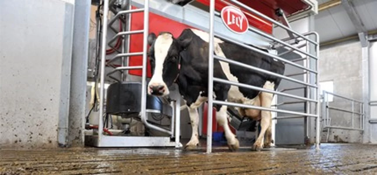 The Astronaut 4 robot milker is designed so that the cow doesn't need to turn or back up
