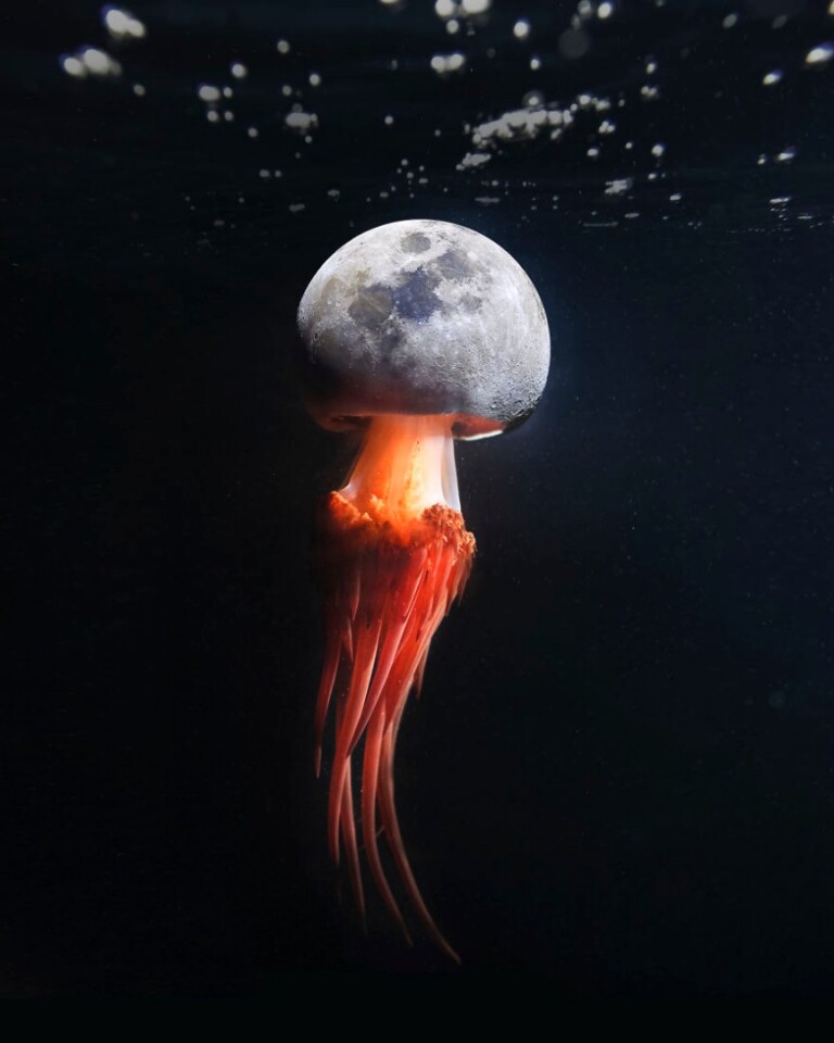 Moonjelly (Credit: Justin Peters CC BY-NC-ND 4.0)