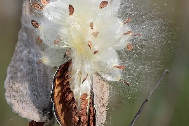 Milkweed seeds and fibers ready for propagating(Photo: Pollinator, CC BY-SA 3.0)