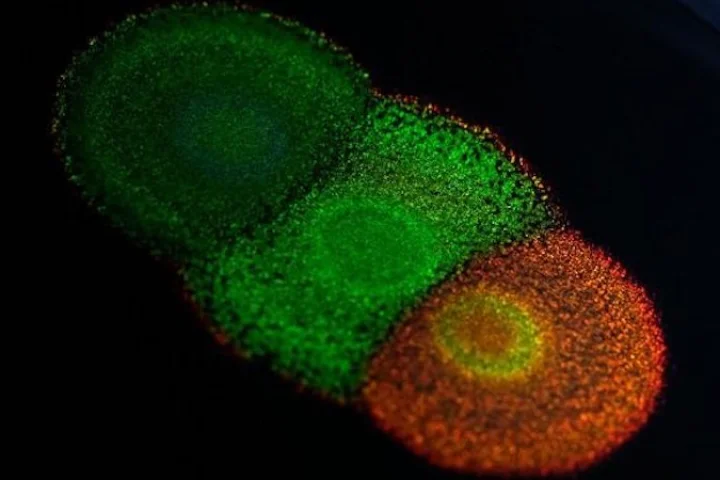 A colony of flavobacteria, which appear vibrant colors thanks to the geometric structure of the bugs