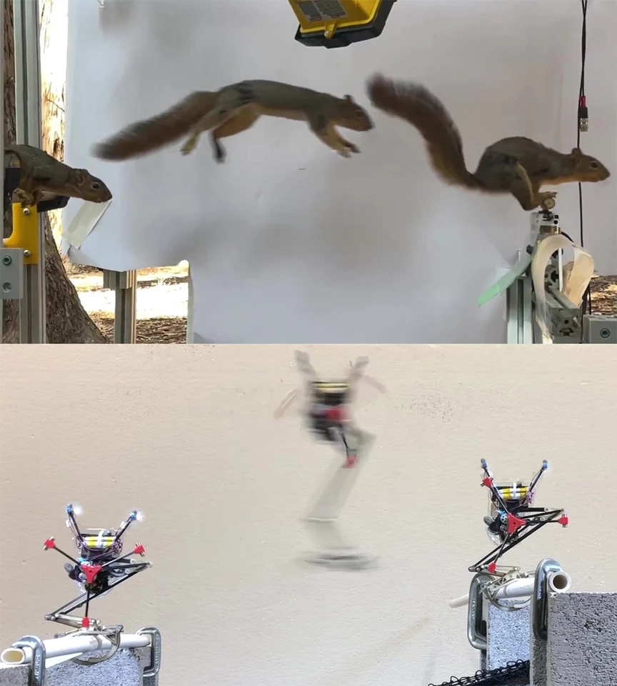A squirrel leaping from a perch to a branch instrumented to measure force (top); Salto the one-legged robot following suit with a flywheel and adjustable leg forces (bottom)