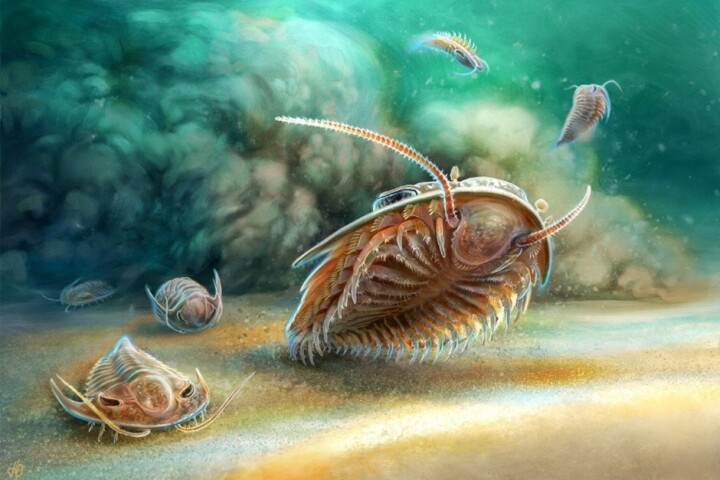An artistic reconstruction of the volcanic eruption which produced the fossils