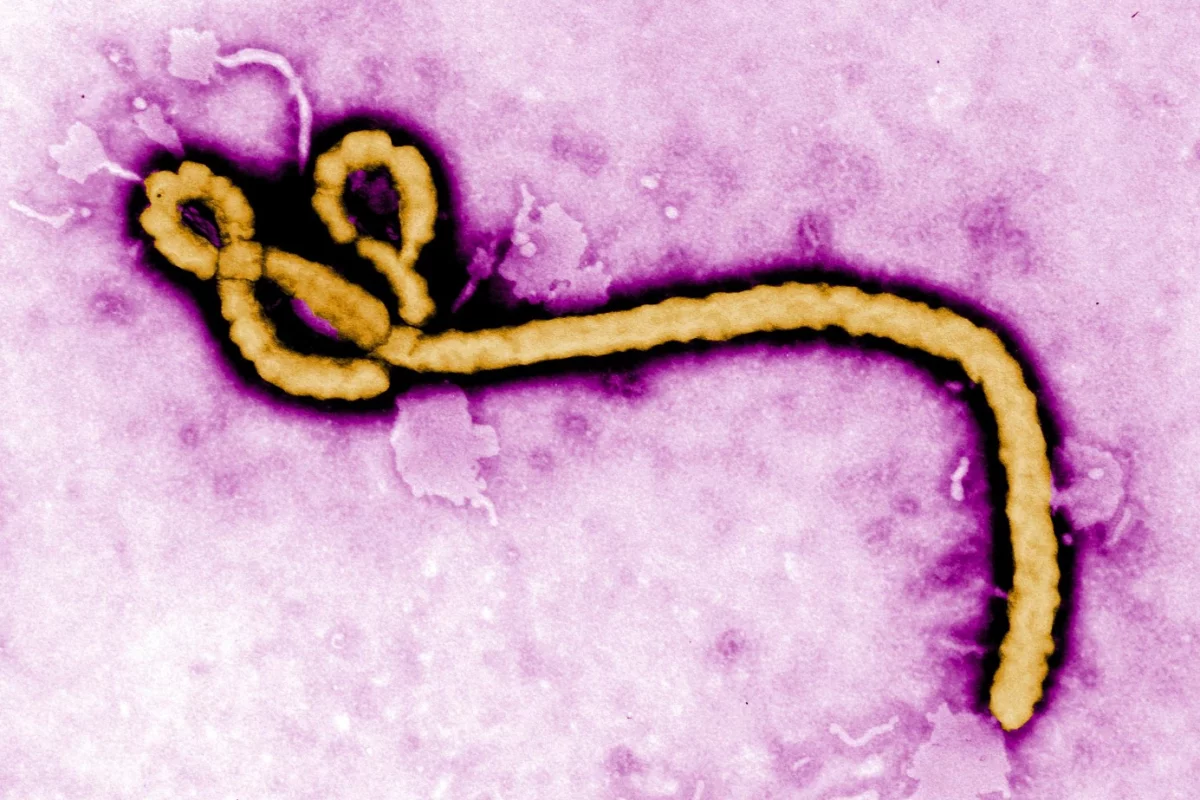 The macromolecules feature different components, providing three avenues of attack against deadly virus such as Zika and Ebola