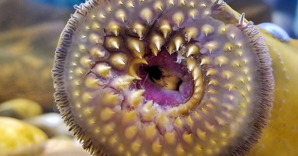 Lamprey-inspired suction cup lifts 850 times its own weight