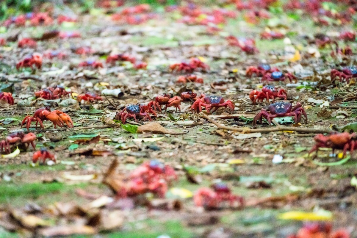 Google's Street View cameras have been deployed on Australia's Christmas Island, where they will capture the millions of crabs that famously migrate from the forest to the sea in December each year