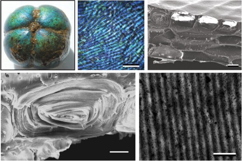 The structure of the Bastard Hogberry under increasing magnifications, eventually revealing the source of its bright blue coloration