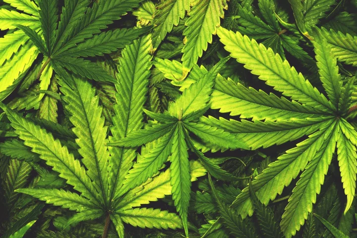 Pairing cannabinoids with chemotherapy drugs can enhance the tumor-killing efficacy of both compounds