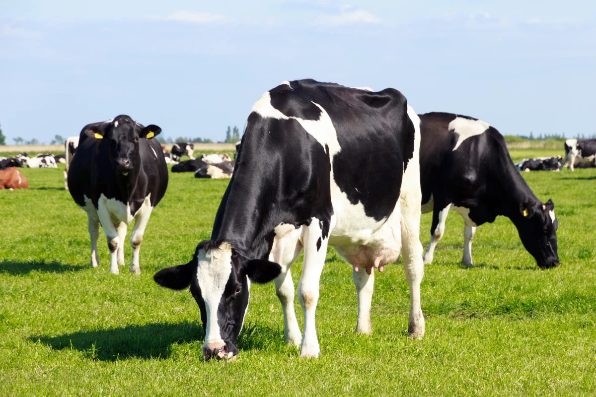 Burger King has started feeding its cows a lemongrass supplement to cut their methane emissions