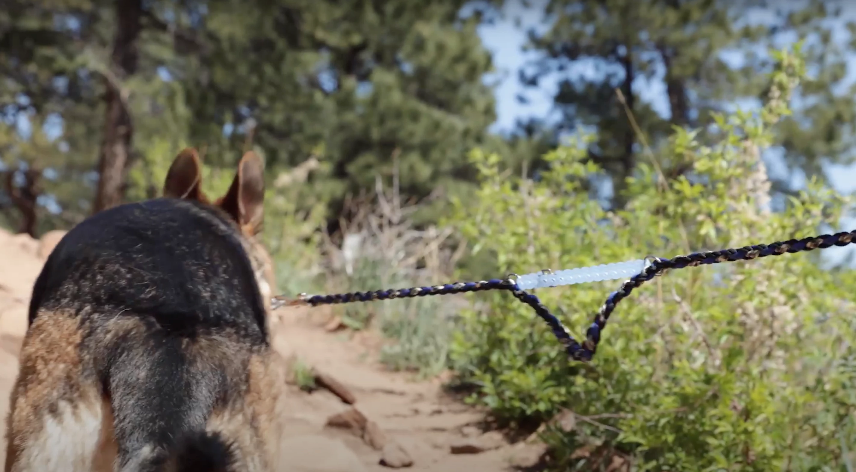Take away some of Wolfgang's yank by using an Infinity Tool as a leash shock absorber