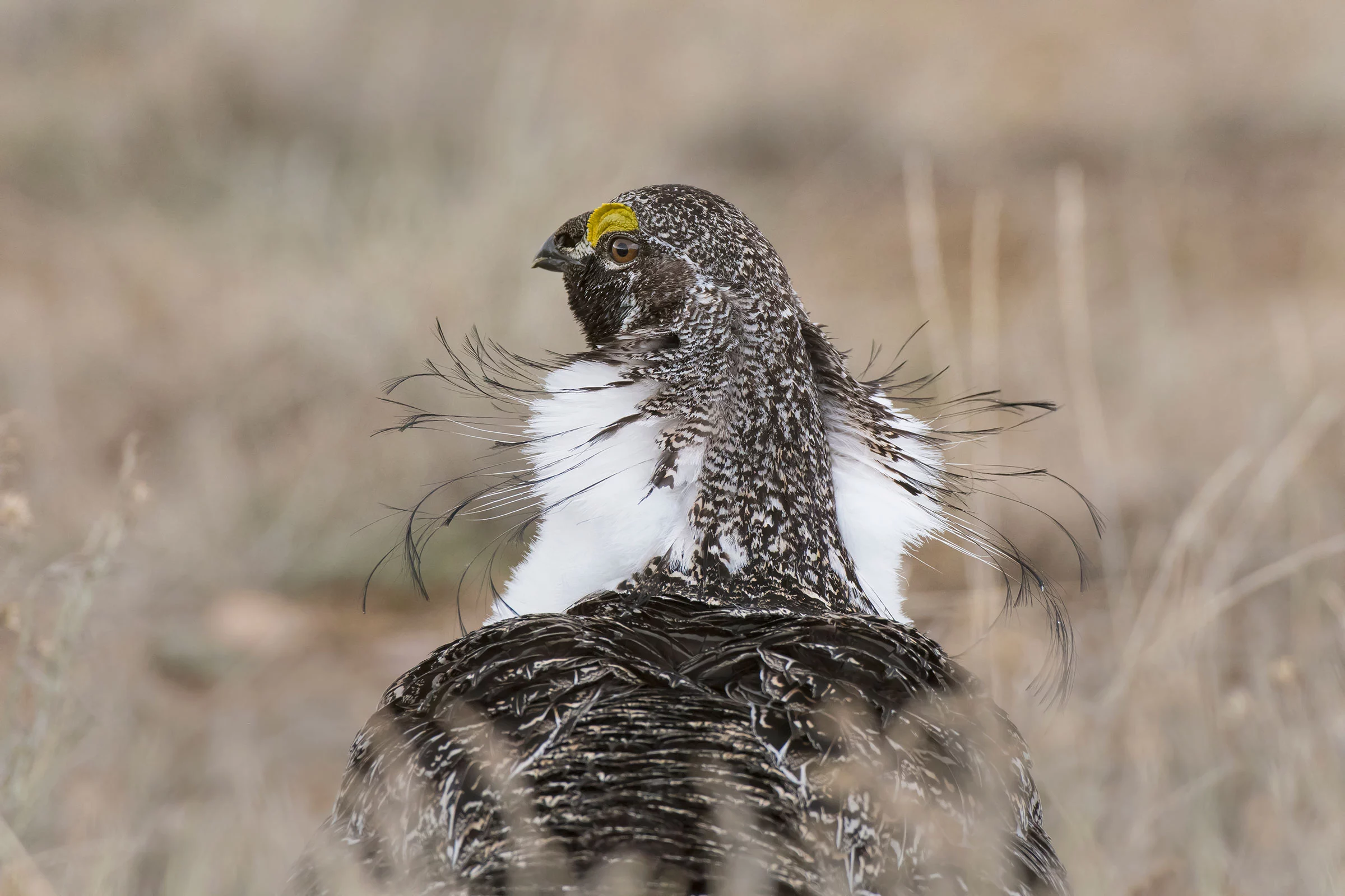 Honorable Mention - Professional. Greater Sage-Grouse. Jackson County, Colorado, USA