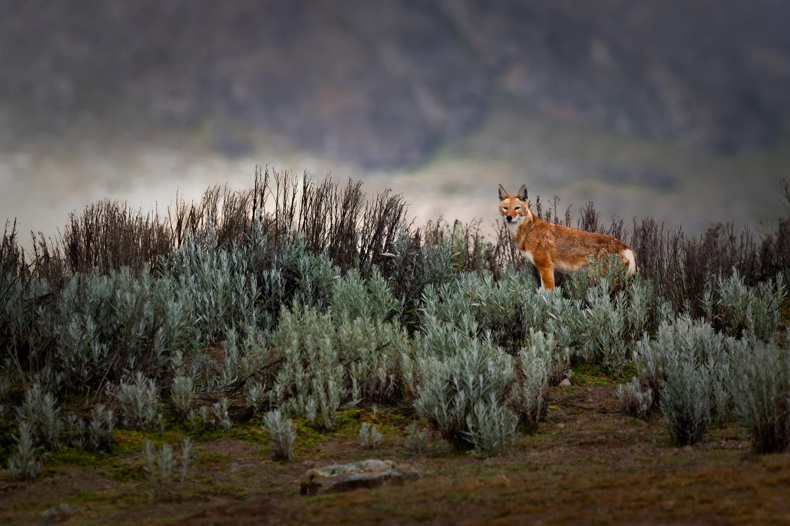 The Ethiopian wolf is one of the rarest animals in the world and at risk of extinction. There are only 500 almost all concentrated in the Sanetti plateau, about 3,600 meters high. Sanetti plateau National Park Ethiopia