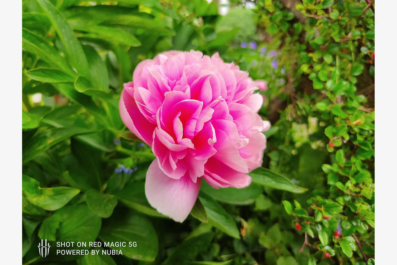 This close-up shot works well, though there is some blurriness