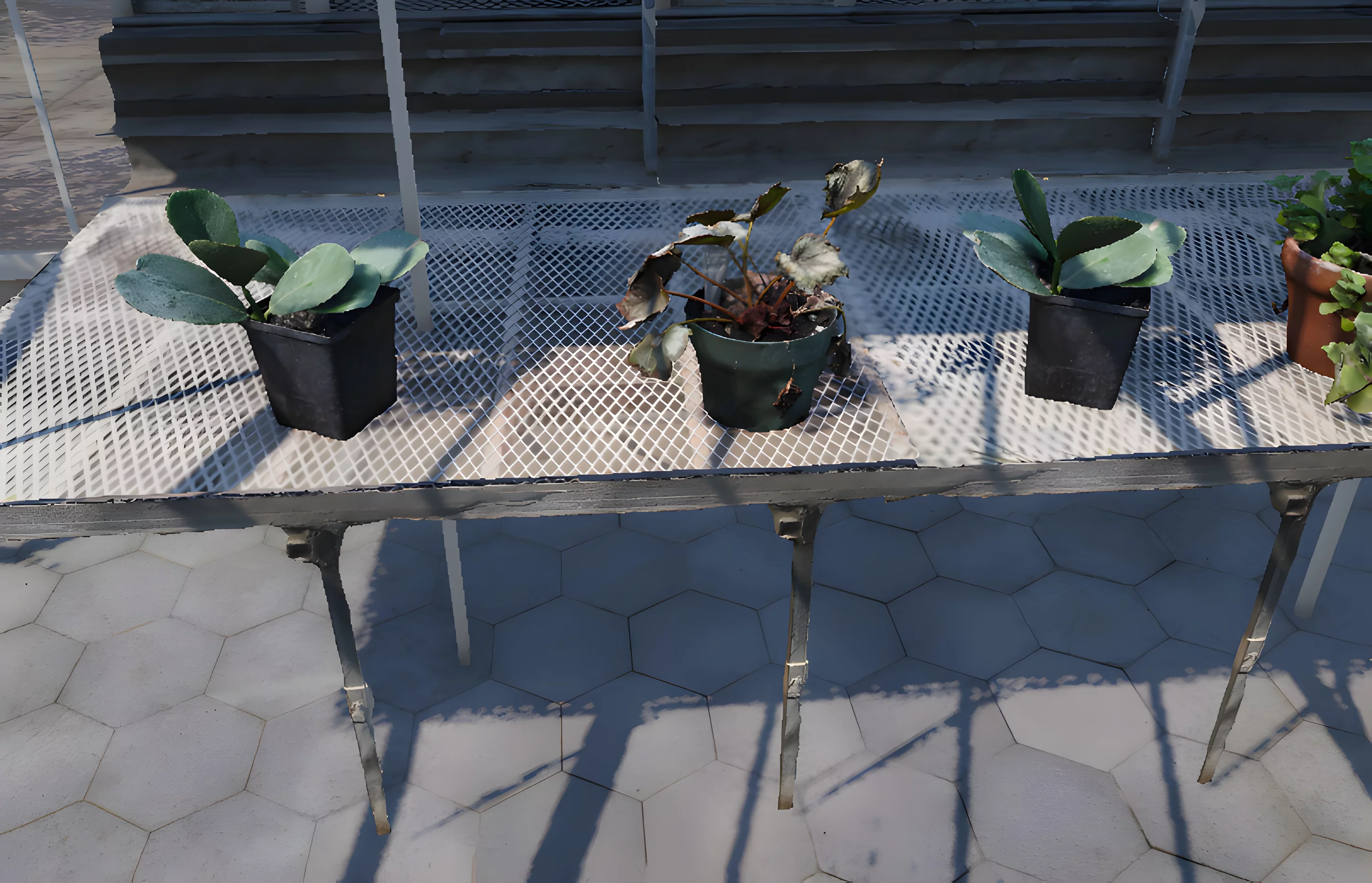 Walking the virtual greenhouse offers the same spatial context as being there in person