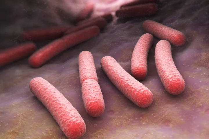 E. coli O157:H7 bacteria light up when infected with the Purdue virus