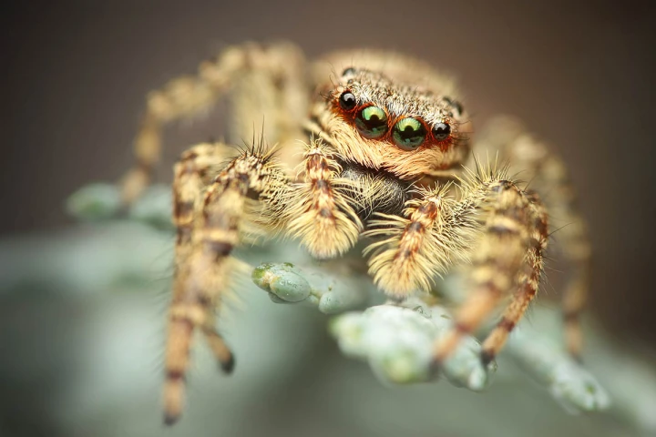 Finalist: Jumping Spider