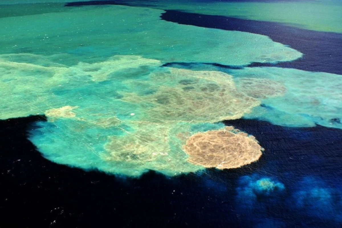 The end is the beginning: the submarine volcanic eruptions that occurred off El Hierro in the Canary Islands might have killed off an entire ecosystem but they have also laid the foundations for a completely new one