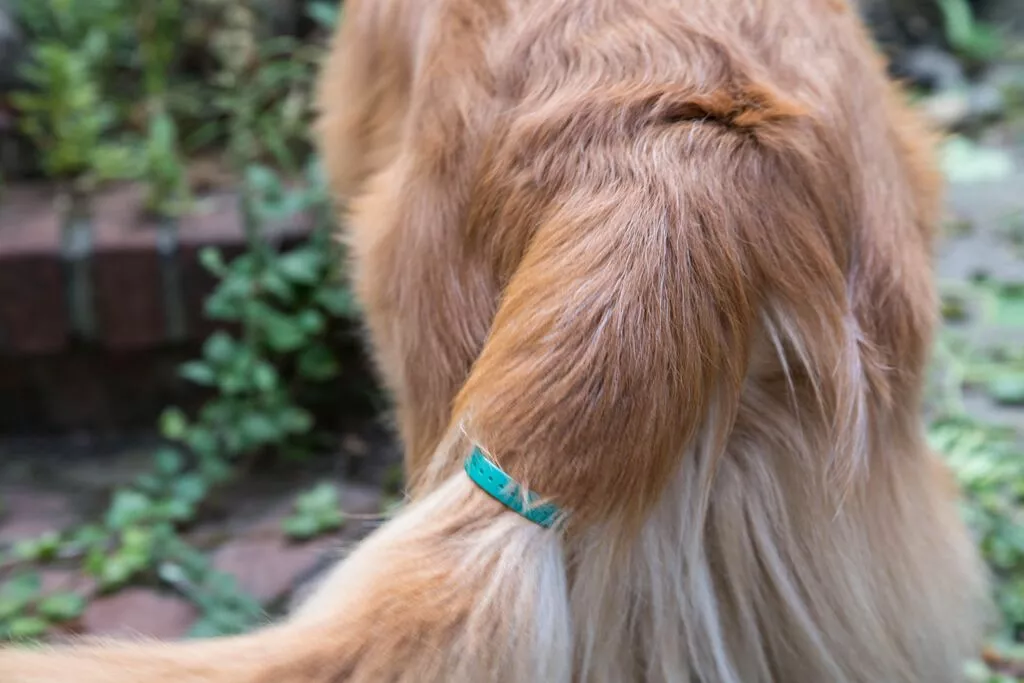 The DogStar TailTalk uses sensors to track and translate the movement of a dog's tail