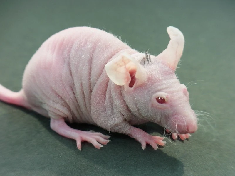 The bio-engineered follicle germ transplantation method allowed the scientists from the Tokyo University of Science to regenerate hair growth in hairless mice