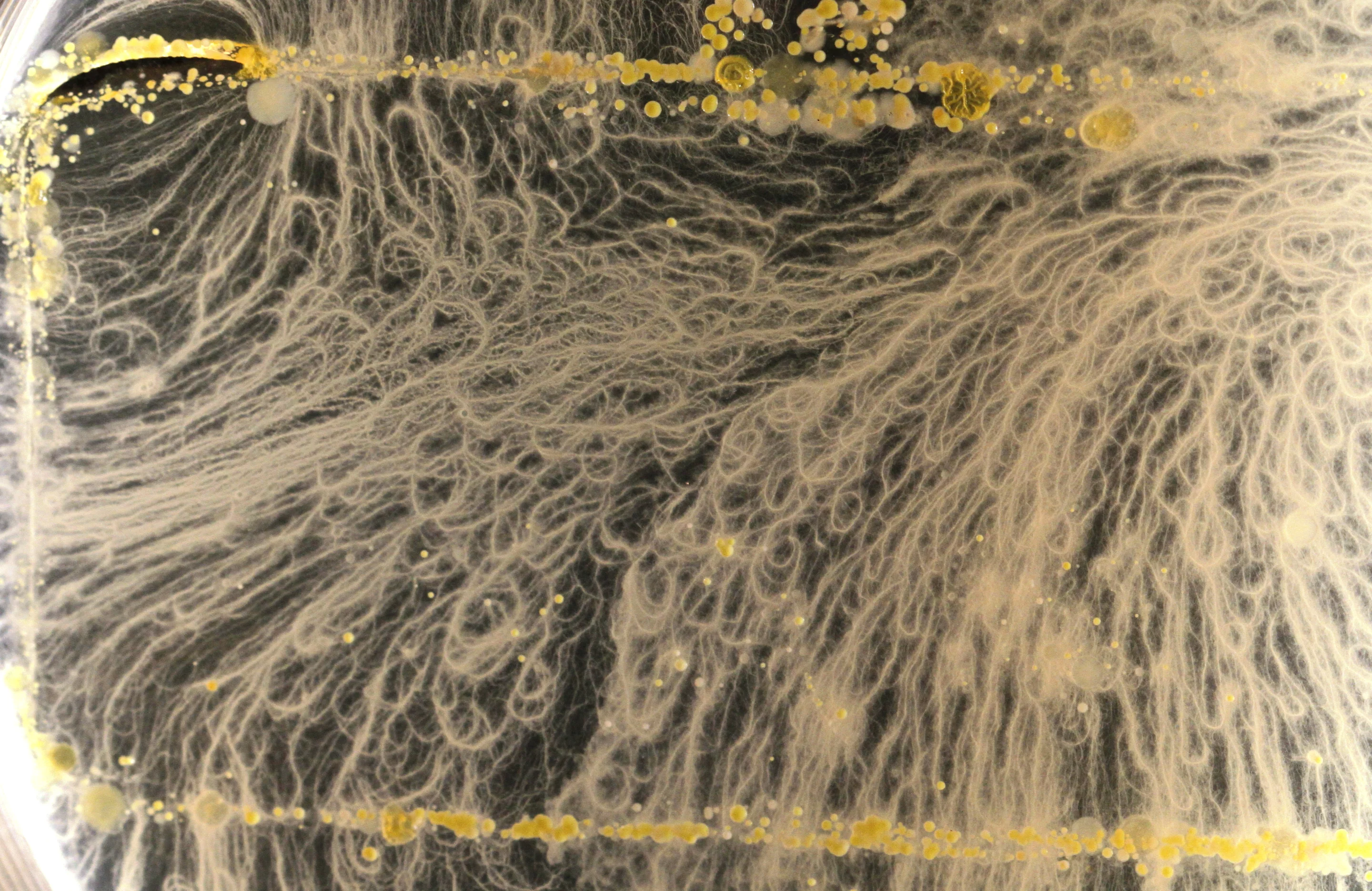 Bacillus mycoides grows in soil (Photo: BMS1035 Practical and Biomedical Bacteriology/University of Surrey)