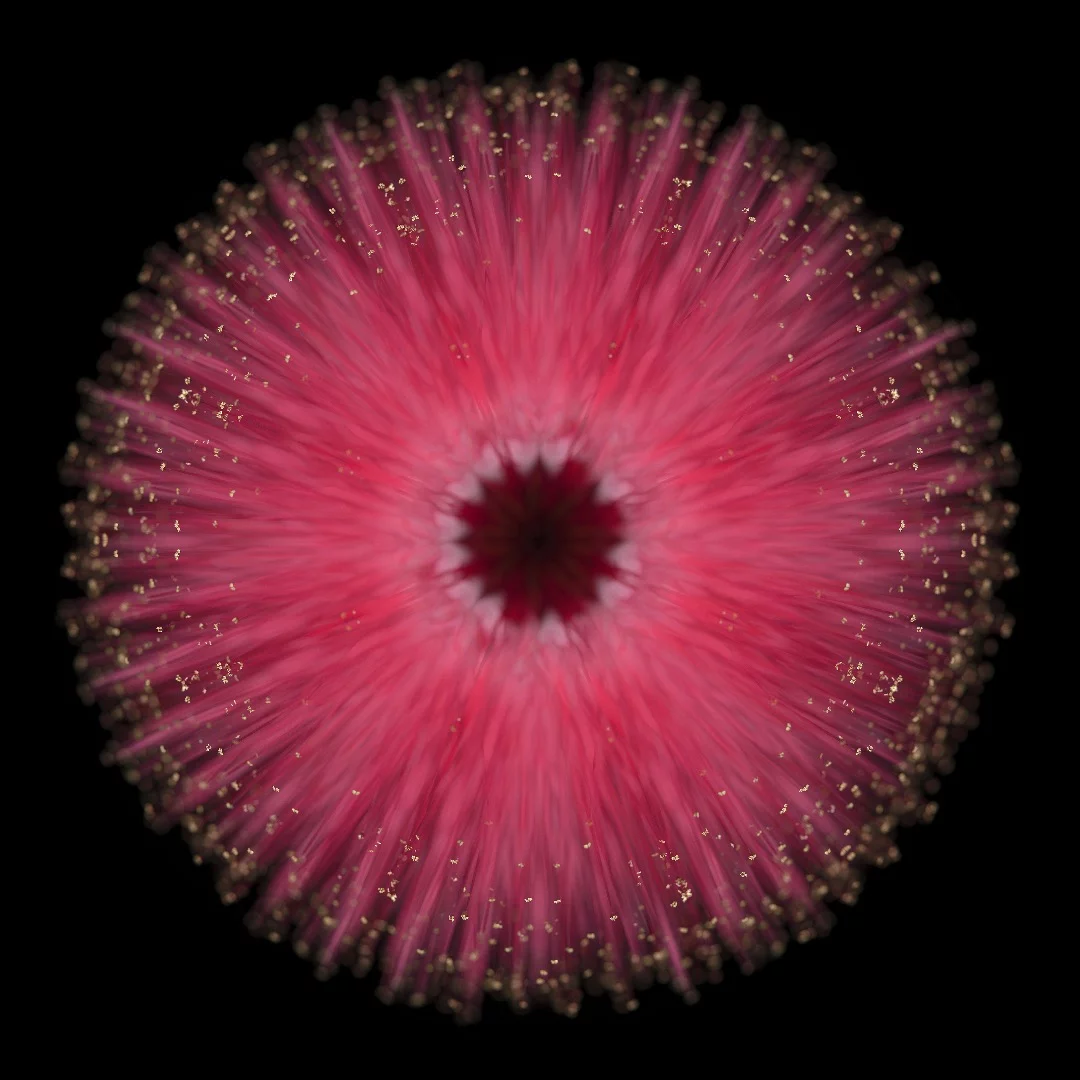 This image was taken while photographing a series exploring the delicate and fleeting beauty of flowers