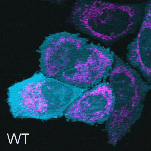 Animation shows PINK1 repairing damaged mitochondria