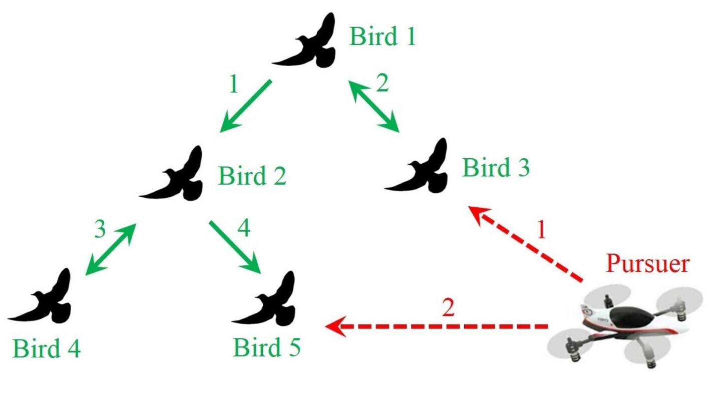 Diagram illustrating how a new algorithm allows a drone to shepherd birds harmlessly away from aircraft