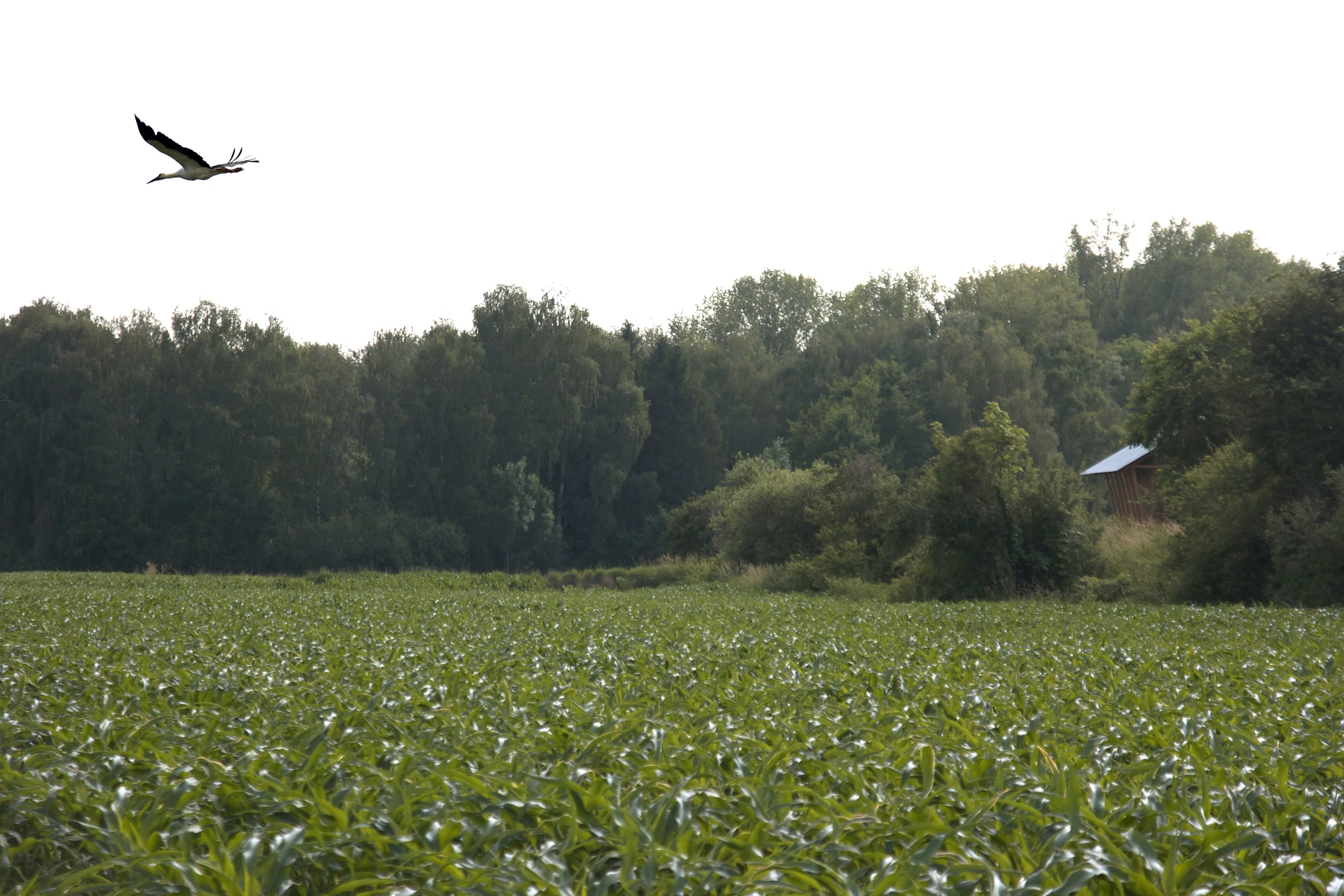 The Nest offers a quiet nature retreat perfect for relaxing or bird watching