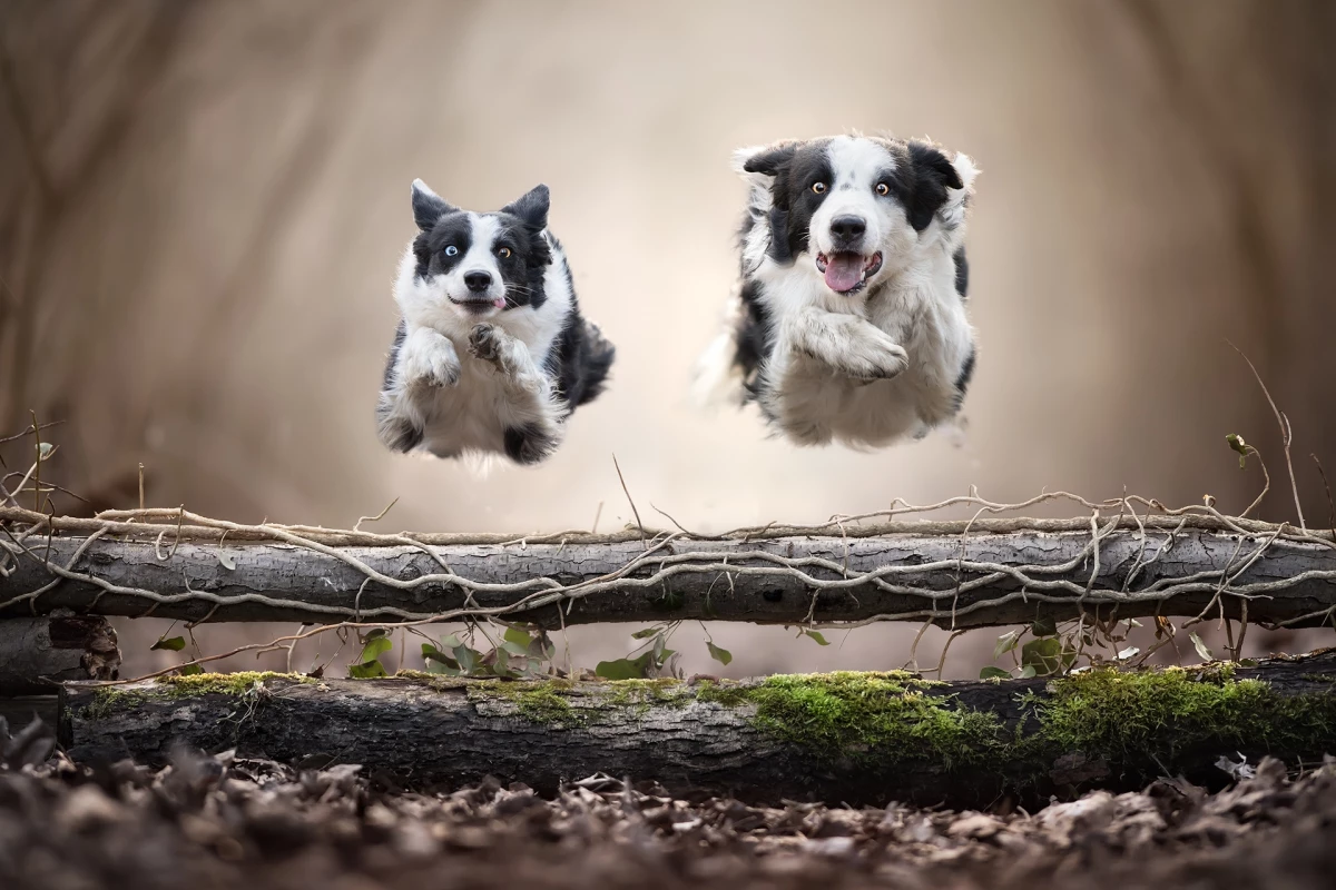 1st Place / Nature/Animals / Pets. 'Best friends'