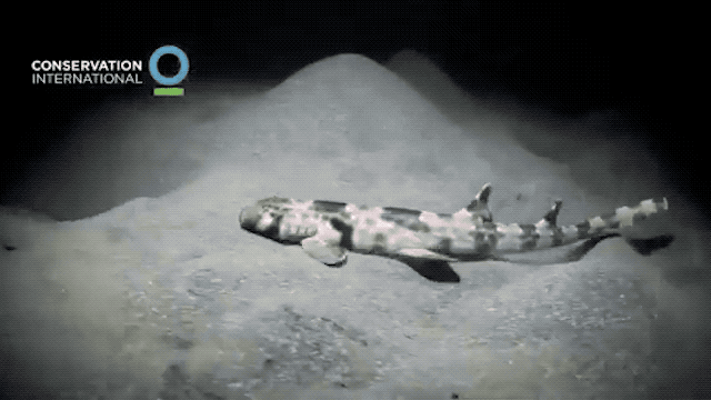 Scientists have discovered four new species of walking shark