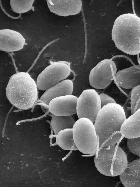 Chlamydomonas_Reinhardtii