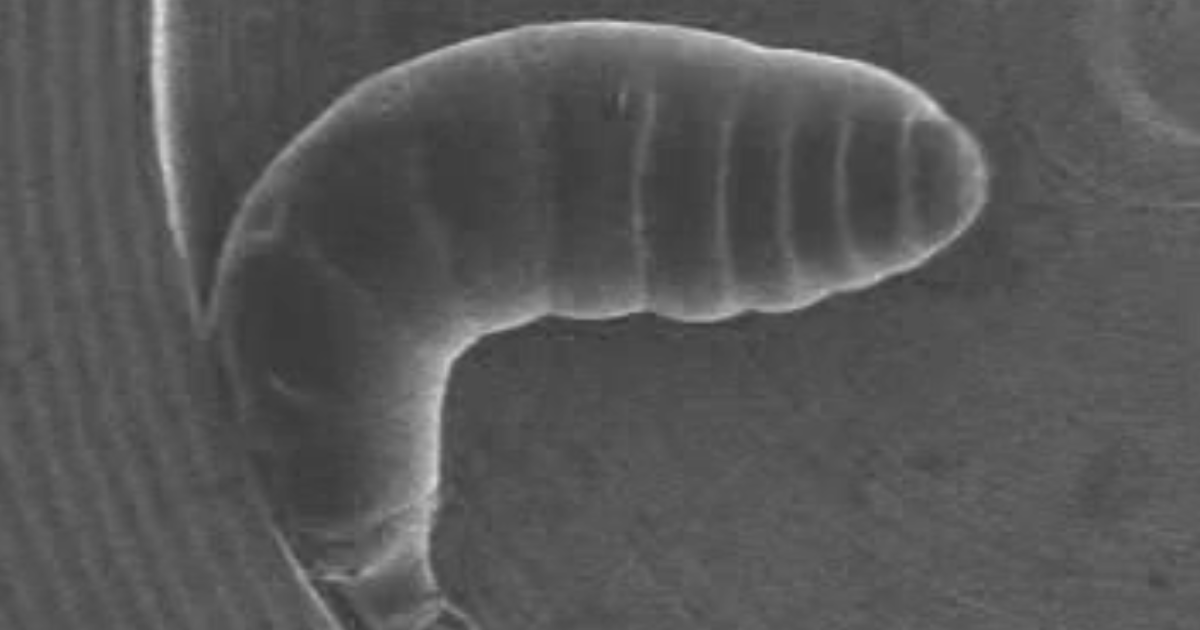 Nano Insect Nano-suited insects survive in a vacuum