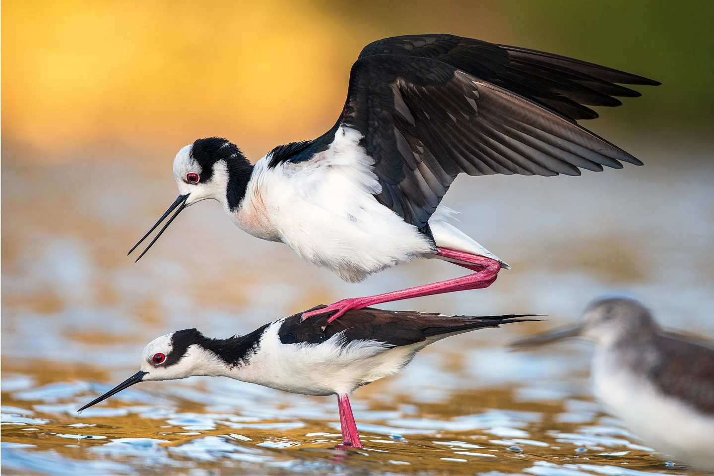 2025 Coastal Birds Chile Honorable Mention, Chile and Colombia: Black-necked stilt (Himantopus mexicanus) by Solange Sepulveda (Maipu, Chile)