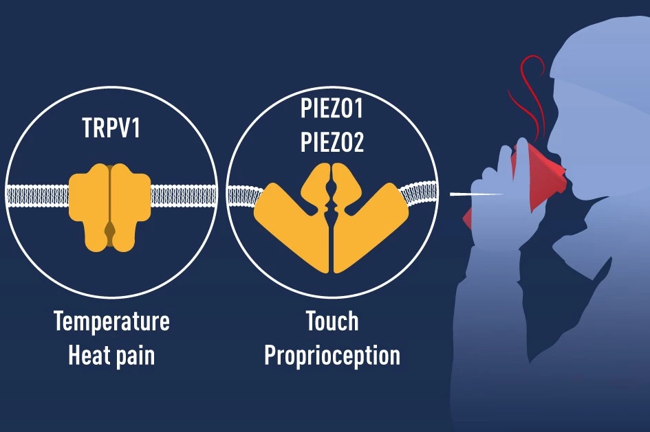 The 2021 Nobel Prize in Physiology or Medicine has been awarded to David Julius and Ardem Patapoutian for their work discovering receptors that register temperature and mechanical stimulation