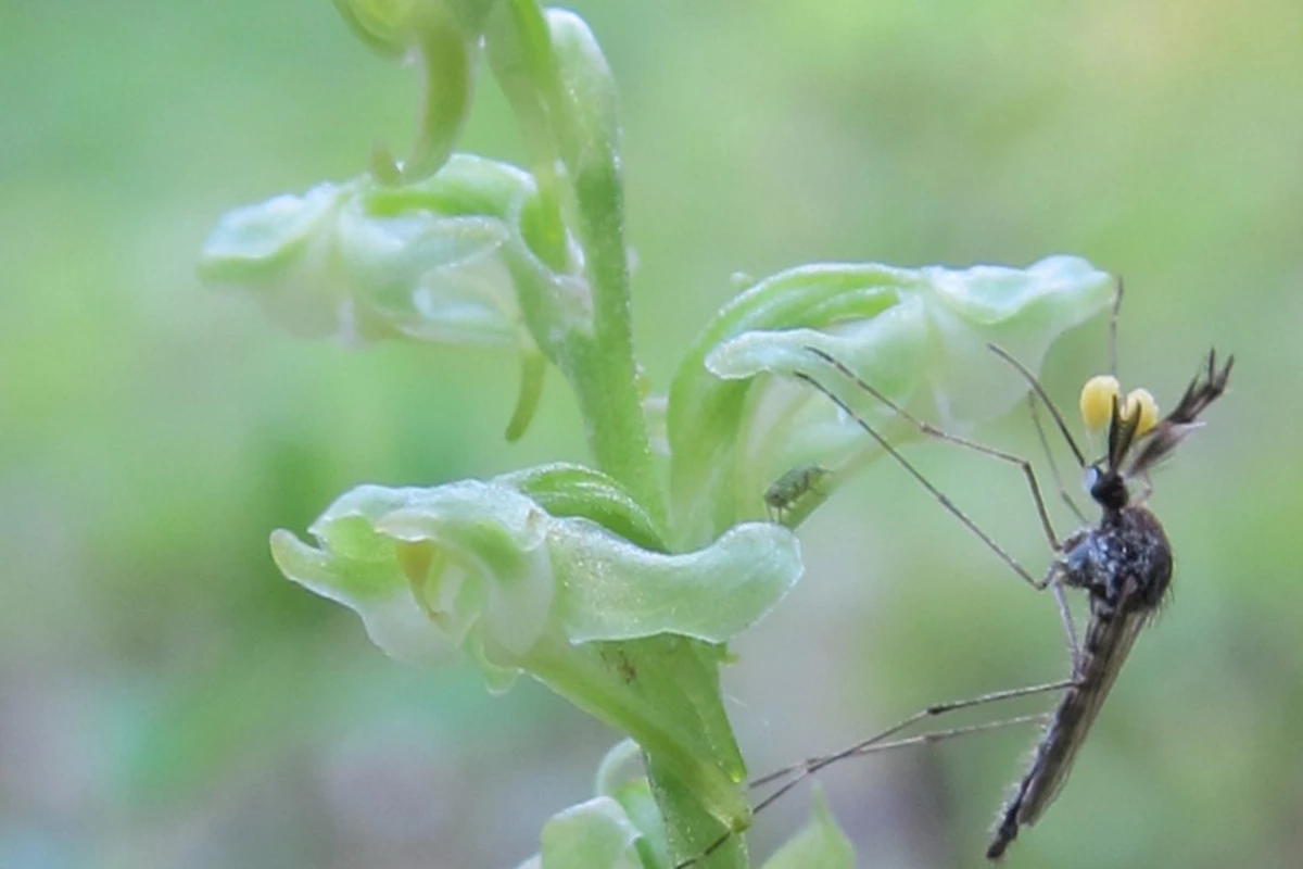 An Aedes mosquito feeding on Platanthera orchid nectar. (Those are pollen sacs on its eyes)