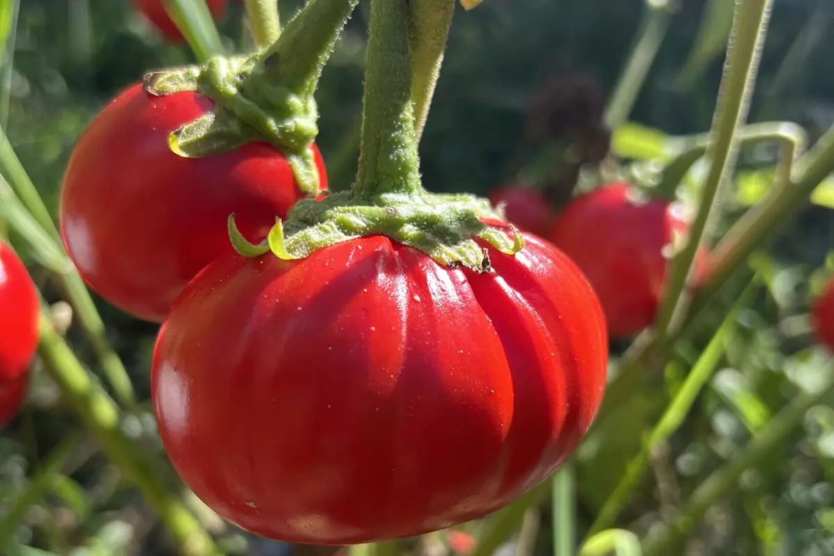 African eggplant fruit grew larger than usual with a few genetic tweaks