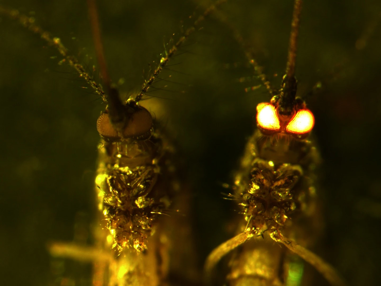 Genetically engineered mosquitoes developed by scientists in Australia