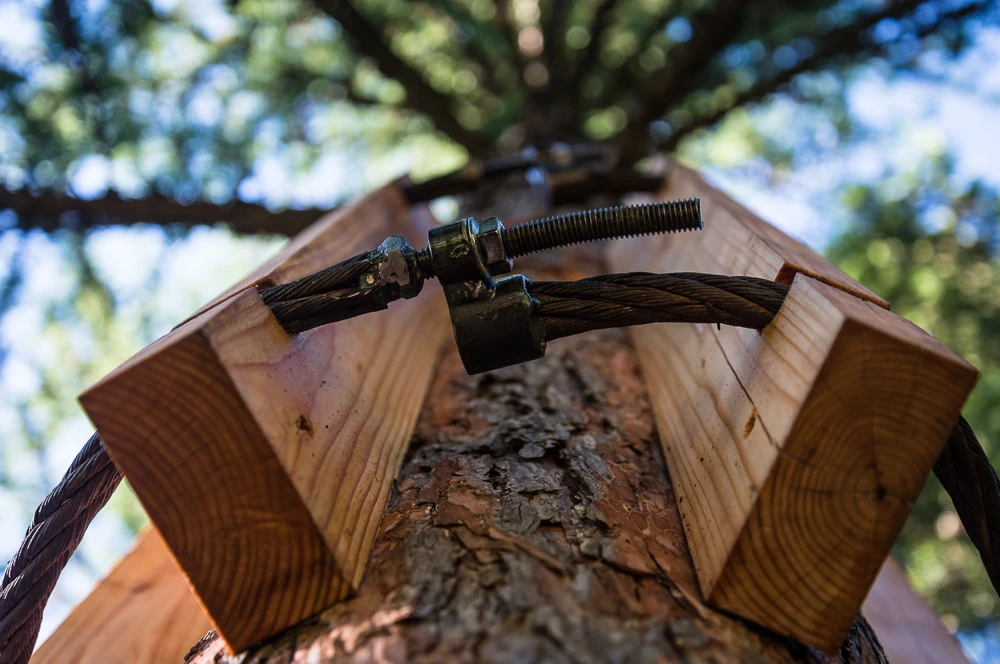 The structure is secured into place without the need to affix nails, bolts or screws into the tree (Photo: Ethan Schlussler)