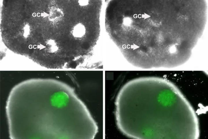 An engineered honeycomb of cultured theca cells (top row) envelopes spheres of granulosa cells (GC). The bottom row shows the tissue after 48 hours (left) and after five days (Image: Carson Lab / Brown University)