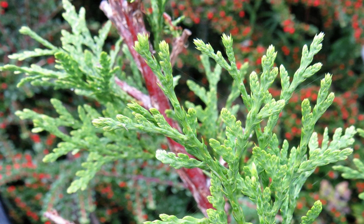 A close look at the western red cedar's particle-trapping leaves