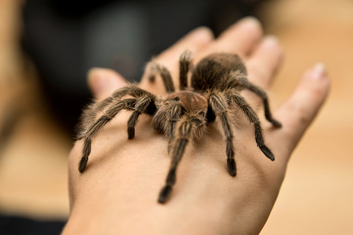 Tarantula bites may be painful, but the spider's venom could hold the key to new treatments for chronic pain