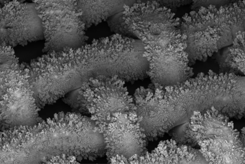 A scanning electron microscope image of the treated copper mesh