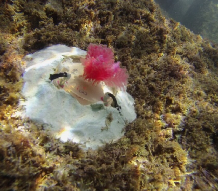 The scientists are interested in seeing if the plastic algae will serve as a sort of scaffold, upon which its natural counterpart will grow