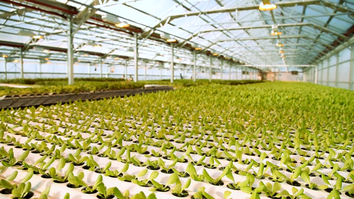 Inside Gotham Greens' Greenpoint farm (Video grab: Dark Rye)